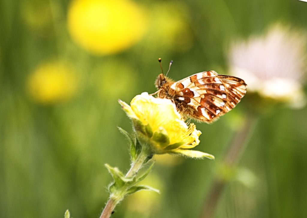 Identificazione Boloria: Boloria pales - Nymphalidae